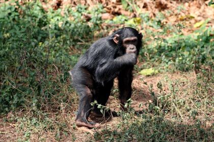 Chimpanzee, wildlife shot, Gombe National Park,Tanzania
