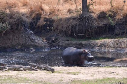 26177939 - hippo