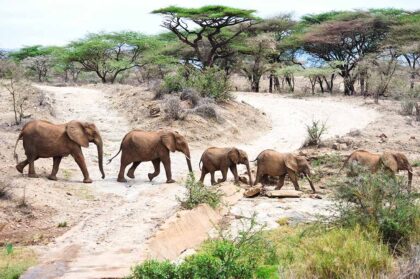 12296062 - african elephant in the wild,tanzania