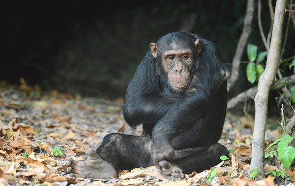 Mikumi National Park
