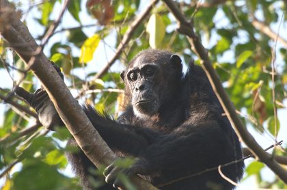 Mikumi National Park