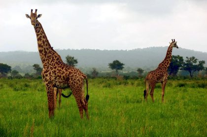 Mikumi National Park