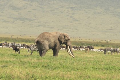Ngorongoro Crater