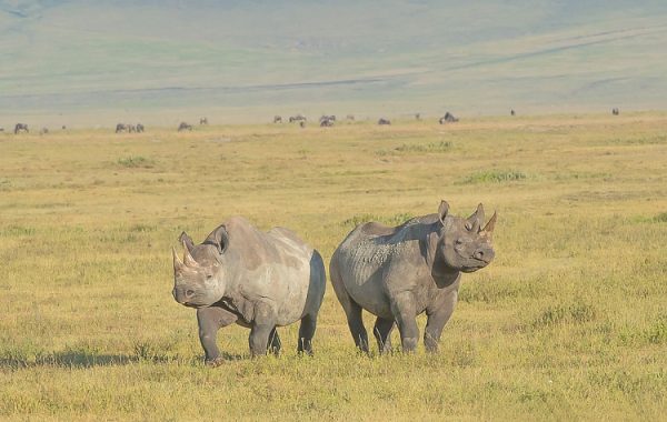 Ngorongoro Crater