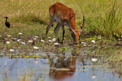 Ruaha 1