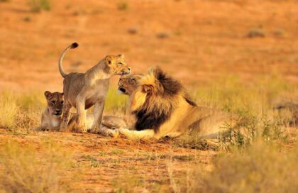 Ruaha-National-Park