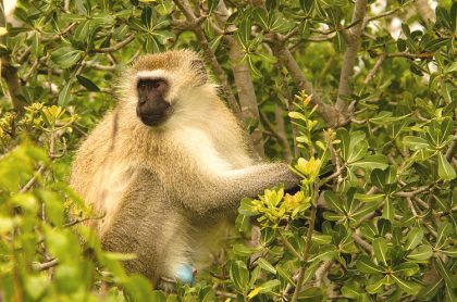 Mikumi National Park