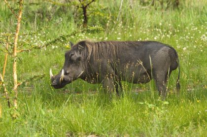 Mikumi National Park