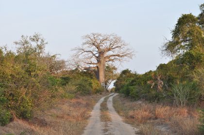 Mikumi National Park