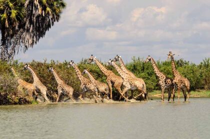 Selous 3