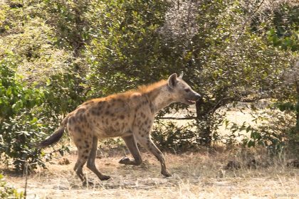 Selous Game Reserve