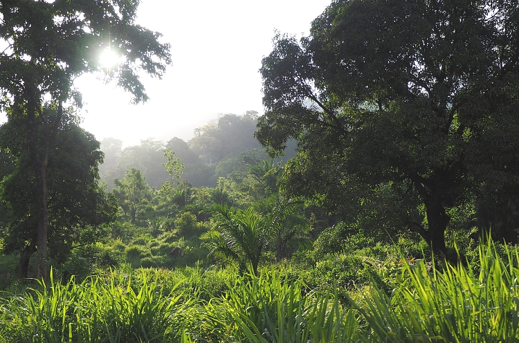 Udzungwa Mountains Park