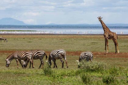 manyara 1 (3)