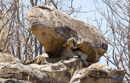 ruaha 1 (2)