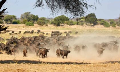 ruaha (2)