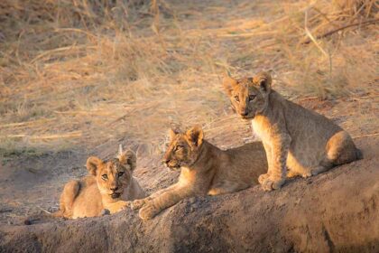 ruaha 3 (2)