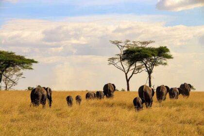 serengeti 1a
