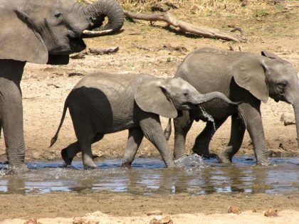 Tarangire National Park