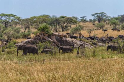 serengeti (2)