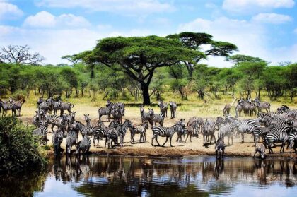 serengeti (4)