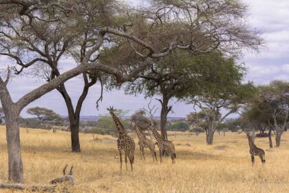 tarangire 2a
