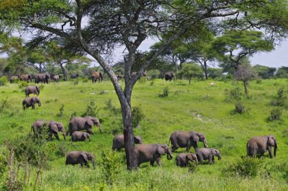 tarangire (3)